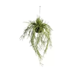 Gallery Interiors Hanging Rhipsalis / Small