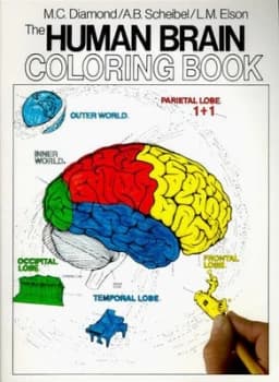 The Human Brain Coloring Book by Marian C Diamond Paperback