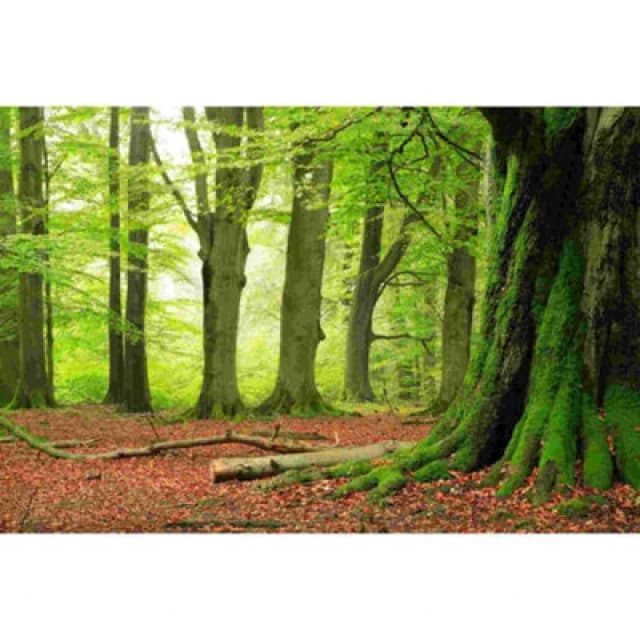 As Creation Forest Digitally Printed Deising