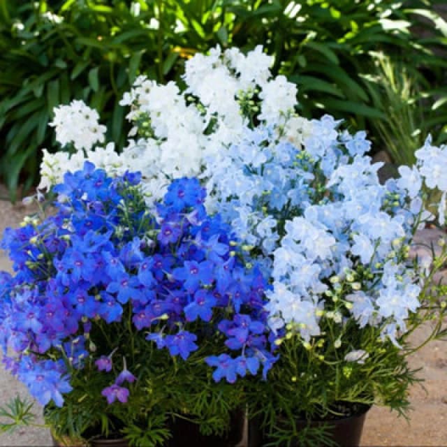 Thompson & Morgan Delphinium Grandiflorum Hunky Dory Mix F1 Seeds - Dwarf Perennial Blue White Blooms 10 Seeds