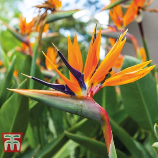 Thompson & Morgan Houseplant Strelitzia Bird Of Paradise 13Cm Pot X 1