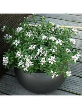 Hardy Fragrant Daphne 'Eternal Fragrance' 9Cm Pot