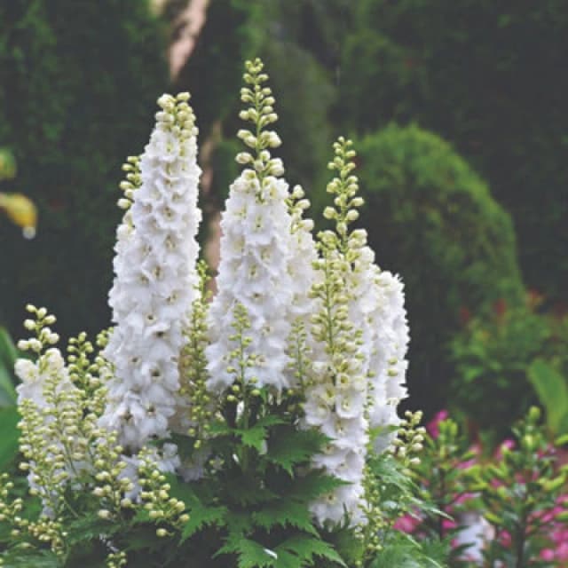 Thompson & Morgan Larkspur Qis White Flower Seeds - Stunning White Spires For Cottage Gardens Cutting & Bridal Bouquets