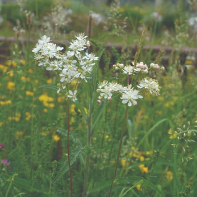 Thompson & Morgan Filipendula Ulmaria 9Cm Potted Plant X 1