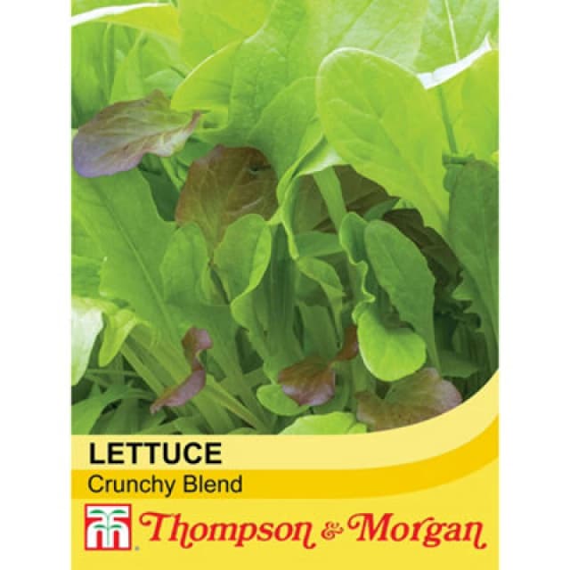 Thompson & Morgan Salad Leaves - Crispy Lettuce Blend 1 Seed Packet (500 Seeds)