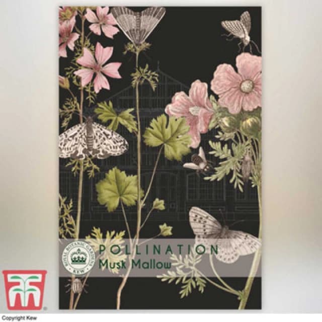 Thompson & Morgan Musk Mallow Promo New Kew Range 1 Packet (40 Seeds)
