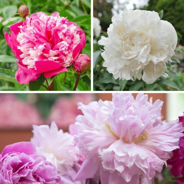 Yougarden Peony Ruffles Bare Root Collection, 3 X Peonies With Fragrant Summer Flowers, Great For Borders And Pots, Hardy Cottage