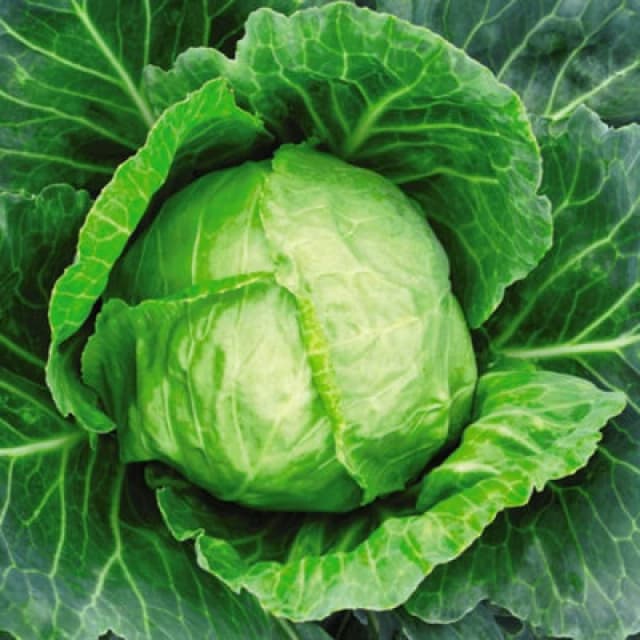 Thompson & Morgan Cabbage Primo 11 1 Seed Packet (200 Seeds)