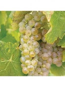 Grape Vine 'Phoenix' 1.8M Tall 5L Potted Plant