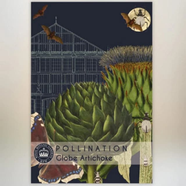 Thompson & Morgan Globe Artichoke Promo New Kew Range 1 Seed Packet