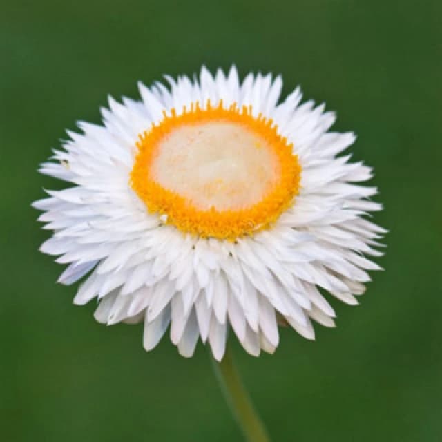 Thompson & Morgan Xerochrysum Bracteatum White Seeds - 500 Everlasting Flowers For Cottage Gardens & Cut Flower Borders
