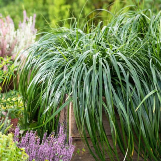 Thompson & Morgan Carex Ribbon Falls 9Cm Potted Plant X 1