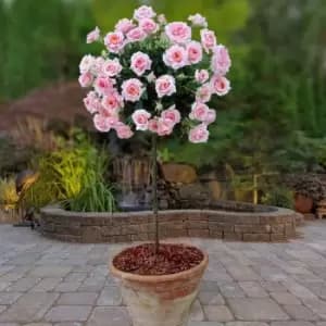 Yougarden Pair of Pink Standard Roses 2pk