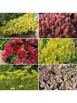 Sedum Carpet Collection 12 Plug Plants