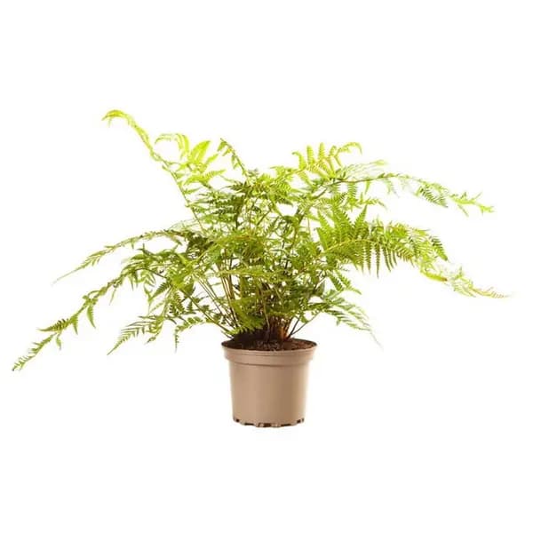 YouGarden Tree Fern Dicksonia antarctica 17cm Trees and Shrubs 17cm Pot Brown 41629305000