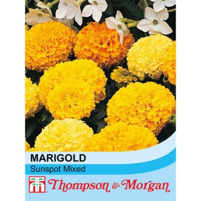 Thompson & Morgan Marigold Sunspot Mixed 1 Seed Packet (100 Seeds)