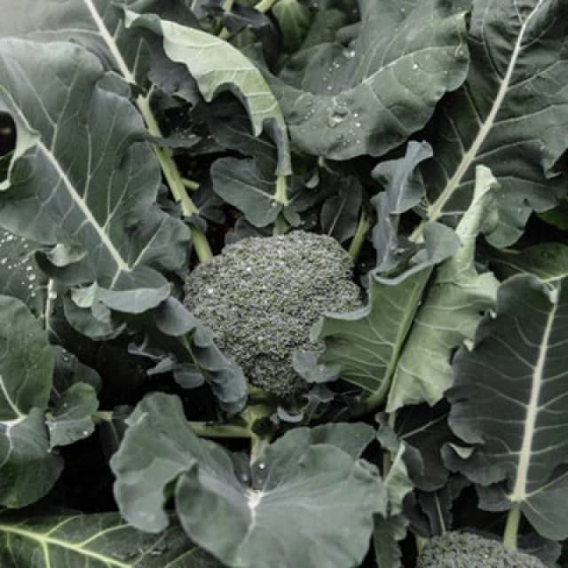 Thompson & Morgan Broccoli Green Magic F1 1 Seed Packet (35 Seeds)