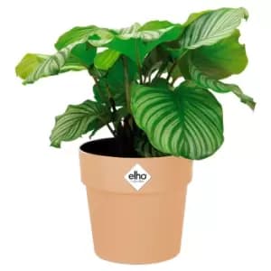 Plant Pot Nude 7.1x6.7 IN 2,9L