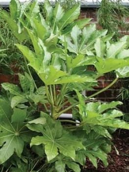 Fatsia Japonica 60Cm Potted