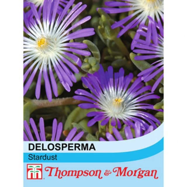 Thompson & Morgan Delosperma Floribunda Stardust 1 Seed Packet (200 Seeds)