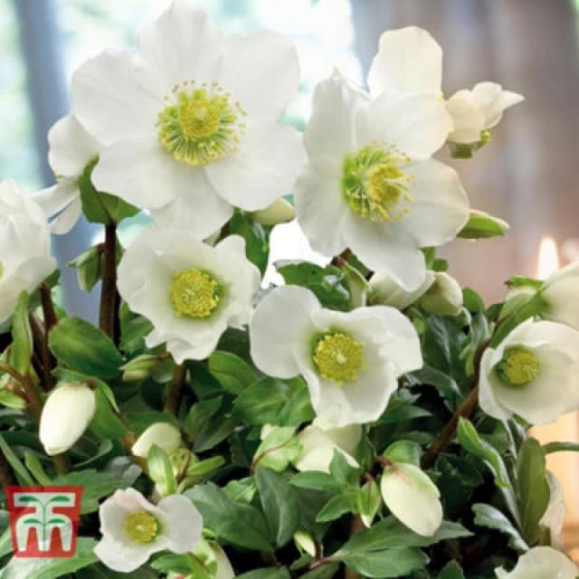 Thompson & Morgan White Hellebore - Helleborus N-Iger - 9Cm Potted Plant X 1
