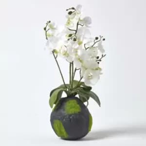 Homescapes - White Phalaenopsis Artificial Orchid with Natural Base, 60cm Tall - White - White - White