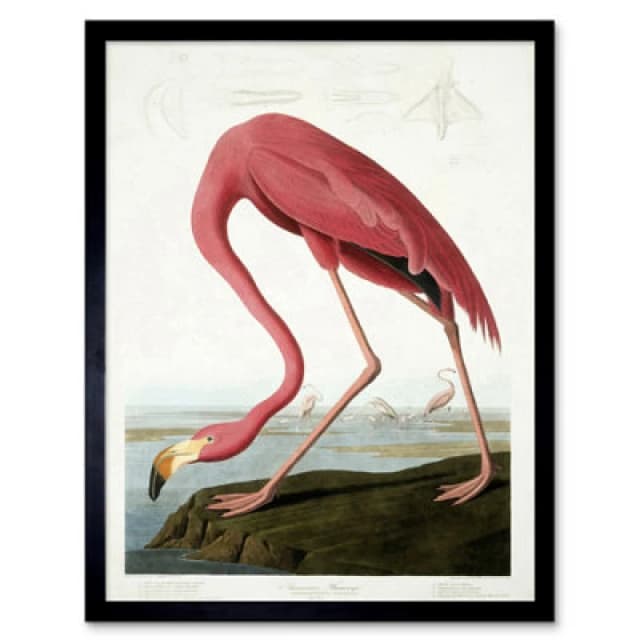 Wee Blue Coo Audubon Flamingo Vintage Bird Illustration 12X16" Framed Wall Art Print