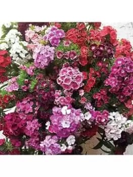 Sweet William Vesuvio (20 Garden Ready Plants)