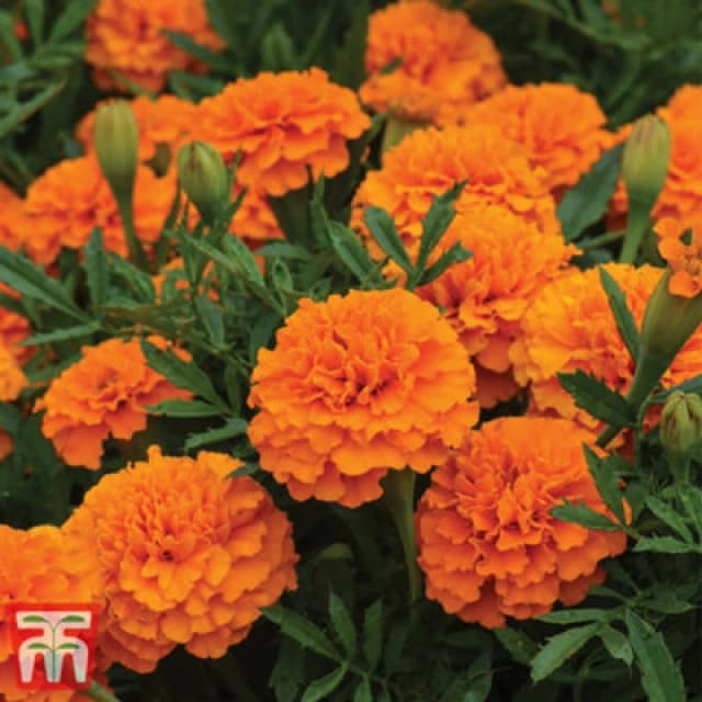 Thompson & Morgan Marigold Boy O Boy Orange 1 Seed Packet (115 Seeds)
