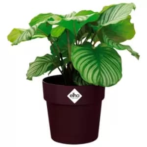 Plant Pot Mulberry 7.1x6.7 IN 2,9L