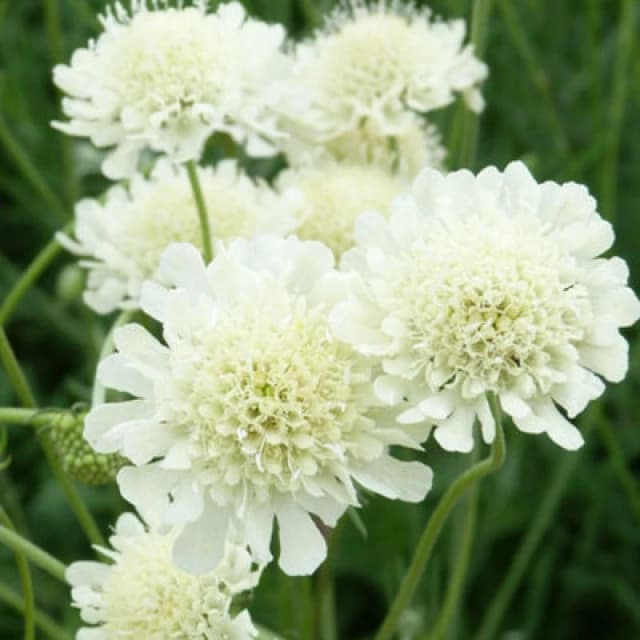 Thompson & Morgan Scabiosa Ochroleuca 9Cm Potted Plant X 2