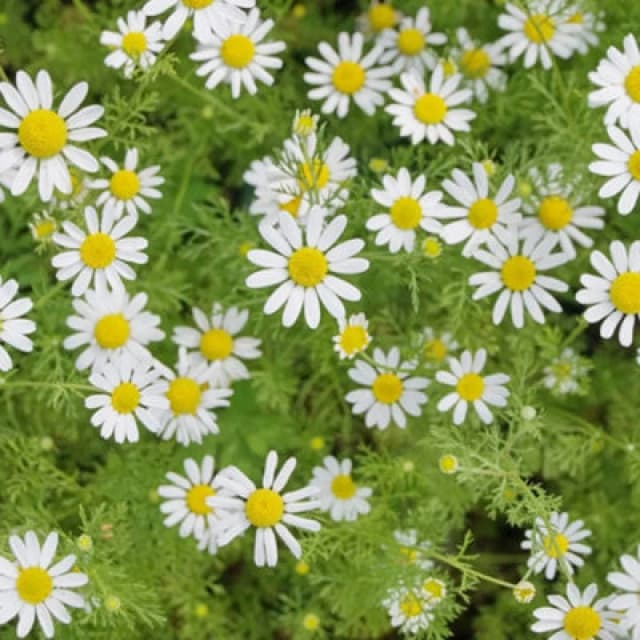 Thompson & Morgan Herb Chamomile 1 Seed Packet (700 Seeds)