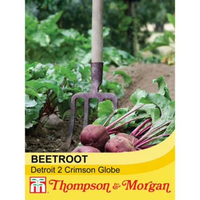 Thompson & Morgan Beetroot Detroit 2 Crimson Globe 1 Seed Packet (250 Seeds)