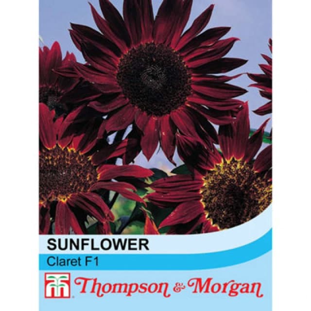 Thompson & Morgan Sunflower Claret 1 Packet (20 Seeds)