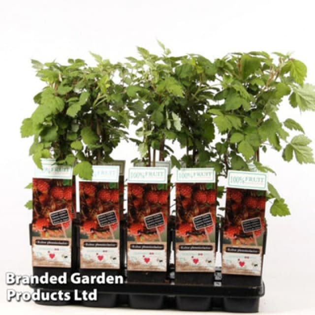 Thompson & Morgan Grow Your Own Fruit Rubus (Raspberry) Phoenicolasius 15Cm Pot X 1
