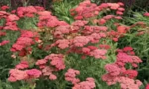 Perennial Achillea Cerise Queen Potted Plants, One