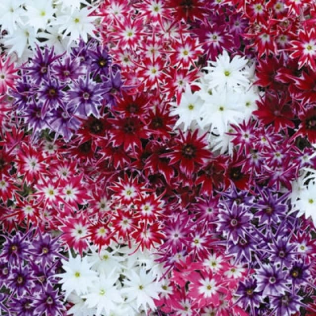 Thompson & Morgan Phlox Popstars 1 Packet (10 Seeds)