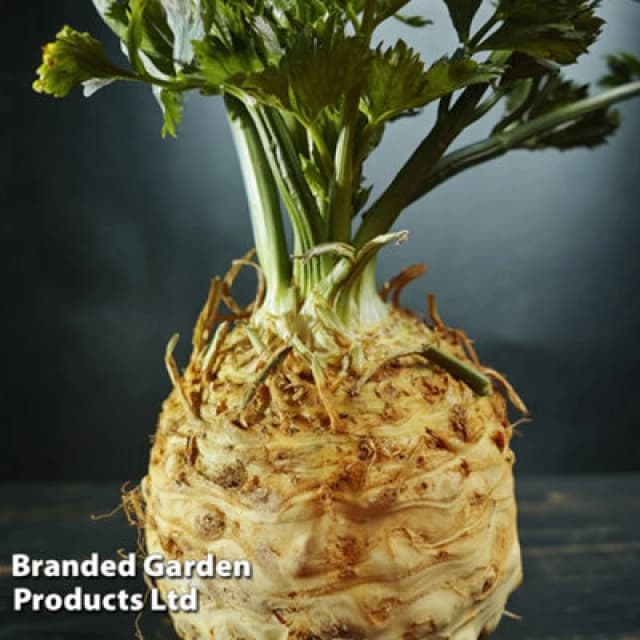 Thompson & Morgan Celeriac Monarch 1 Seed Packet (200 Seeds)