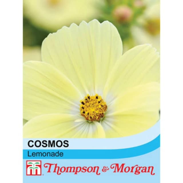 Thompson & Morgan Cosmos Lemonade 1 Seed Packet (30 Seeds)