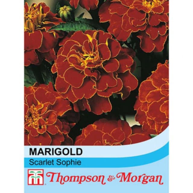 Thompson & Morgan Marigold Scarlet Sophie 1 Packet (100 Seeds)