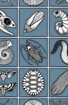 The Secret Life of the Panda by Nick Jackson Paperback