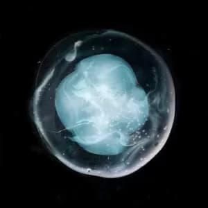 The Undivided Five by A Winged Victory for the Sullen CD Album