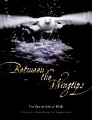 between the wingtips the secret life of birds