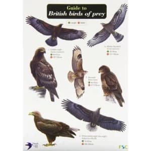 Guide to British Birds of Prey Fold-out book or chart 2011