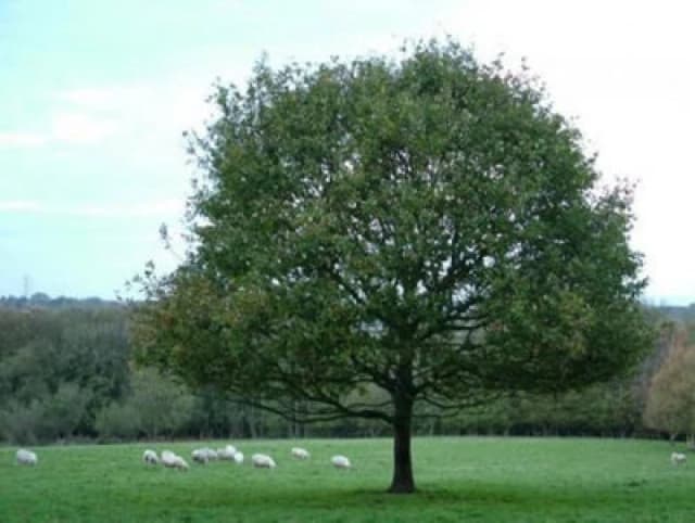 Inspirational Gifting 2-3ft English Oak (Quercus Robur) Field Grown Bare Root Hedging Plants Tree Whip Sapling - Pack Of 10