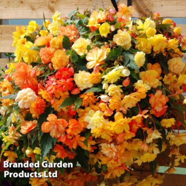 Thompson & Morgan Begonia X Tuberhybrida Apricot Shades Improved F1 Hybrid 24 Plug Plants