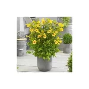Campsis Yellow Trumpet 2L