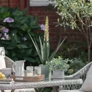 Crossland Grove Potted Aloe With Flowers Green White H660Mm