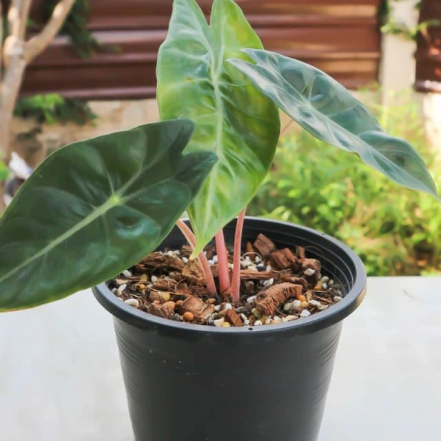 YouGarden Pink Elephant Ear - Alocasia Pink Dragon 12cm Multi unisex 12cm Pot