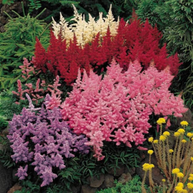Yougarden Astilbe Plum Bouquet Mix, Set Of 5 Bare Roots, Fragrant Summer Flowering Hardy Perennials